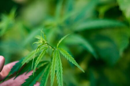 Green cannabis Bush with large marijuana leaves with hemp seeds. Cultivation of cannabis for the production of CBD oil, cream, for medicinal purposes in medicine, dog and cat pet foodの写真素材