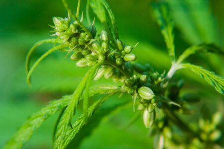 Green cannabis Bush with large marijuana leaves with hemp seeds. Cultivation of cannabis for the production of CBD oil, cream, for medicinal purposes in medicine, dog and cat pet foodの写真素材