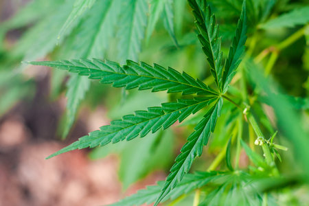 Green cannabis Bush with large marijuana leaves with hemp seeds. Cultivation of cannabis for the...