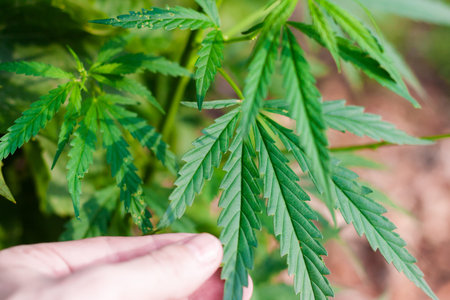 Green cannabis Bush with large marijuana leaves with hemp seeds. Cultivation of cannabis for the...