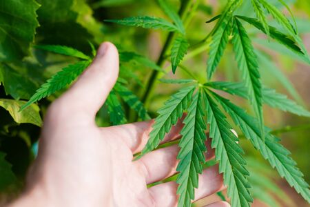 Green cannabis Bush with large marijuana leaves with hemp seeds. Cultivation of cannabis for the production of CBD oil, cream, for medicinal purposes in medicine, dog and cat pet foodの写真素材