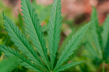 Green cannabis Bush with large marijuana leaves with hemp seeds. Cultivation of cannabis for the...