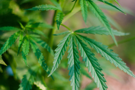 Green cannabis Bush with large marijuana leaves with hemp seeds. Cultivation of cannabis for the...