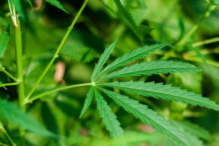 Green cannabis Bush with large marijuana leaves with hemp seeds. Cultivation of cannabis for the...