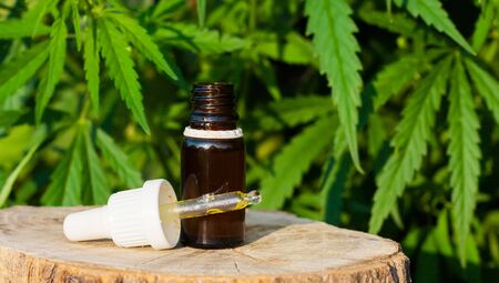 Bottle of Cannabis oil against Marijuana plant, CBD oil pipette. Premium marijuana products.Place for copy spaceの写真素材