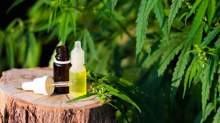 Bottle of Cannabis oil against Marijuana plant, CBD oil pipette. Premium marijuana products.Place for copy spaceの写真素材