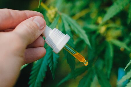 CBD oil in a glass transparent dropper of cannabis in hand against the background of bushes of marijuana, hemp. The concept of medicine, human health, natural components in the medicineの写真素材