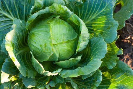 Big green cabbage in the garden. Cabbage grown in the field is ready for harvestの写真素材