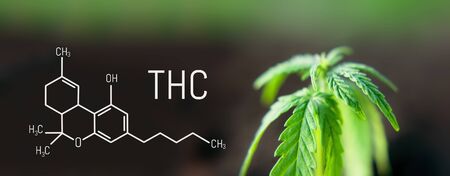 Cannabis leaf marijuana, THC Chemical formula, beautiful background, concept for legalizing the cultivation of marijuana for medical useの写真素材