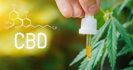 Concept of production of high quality natural marijuana CBD oil. CBD formula for cannabis. Pipette with hemp oil in marijuana leavesの写真素材