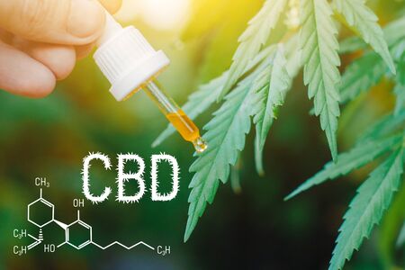 Concept of production of high quality natural marijuana CBD oil. CBD formula for cannabis. Pipette with hemp oil in marijuana leavesの写真素材