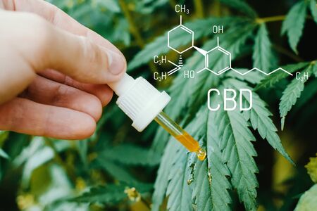 Concept of production of high quality natural marijuana CBD oil. CBD formula for cannabis. Pipette with hemp oil in marijuana leavesの写真素材