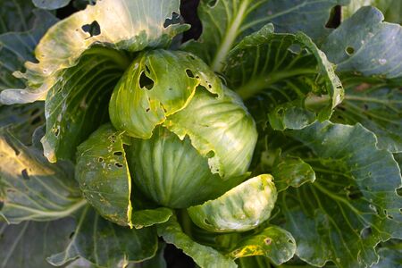 Cabbages grown in the village. Organic vegetables from the garden. Fresh green cabbage from farm fieldの写真素材