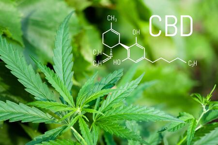 Marijuana plant flourishing in outdoor sunshine. CBD - Cannabis Formula. Structural model of cannabidiol molecule. Medicinal cannabis CBD OILの写真素材