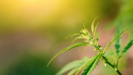 Concept breeding of marijuana, cannabis, legalization, herbal alternative medicine, CBD oil.Marijuana plants flourishing in outdoor sunshine. Cannabis plant is grown commercially for hemp productionの写真素材
