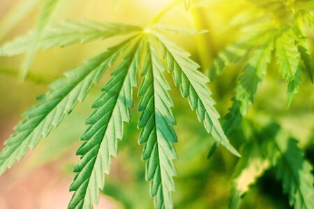 Concept breeding of marijuana, cannabis, legalization, herbal alternative medicine, CBD oil.Marijuana plants flourishing in outdoor sunshine. Cannabis plant is grown commercially for hemp productionの写真素材
