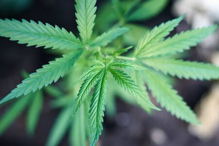 Cannabis Leaves on Marijuana Plant, Concept breeding of marijuana. Beautiful background of green cannabis flowers. A place for copy spaceの写真素材