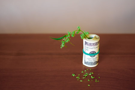 Marijuana business concept. Dollars in money tied with a rubber band with background marijuana...
