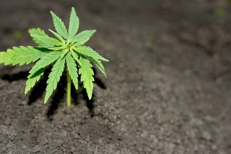 Cannabis seedlings are grown on soil for the production of CBD hemp oil for the health of cats and dogs. Growing marijuana indoors for medical purposes. Beautiful backgroundの写真素材