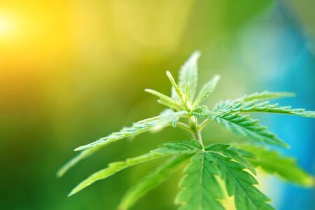 Cannabis as herbal alternative medicine and chemical therapy, healthcare, and medical science. Research marijuana CBD cannabidiolの写真素材