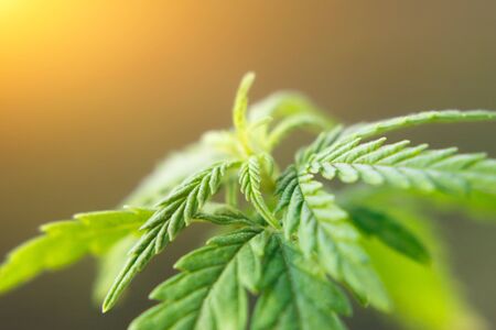 Marijuana CBD cannabidiol. Cannabis as herbal alternative medicine and chemical therapy, healthcare, and medical science. Beautiful background of green cannabis flowers A place for copy spaceの写真素材