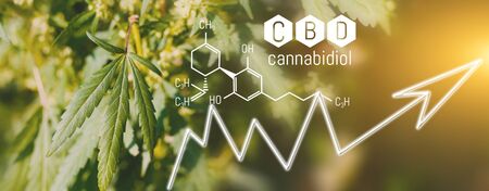 CBD Chemical Formula, Growing Marijuana, cannabinoids and health, medical marijuana, CBD elements in Cannabis. Beautiful background of green cannabis flowers A place for copy spaceの写真素材