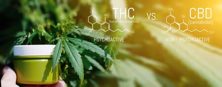 CBD THC Chemical Structural Formula, Cannabis Industry, Growing Hemp, Pharmacy Business, CBD Elements and THC in Marijuana and Medical Healthの写真素材