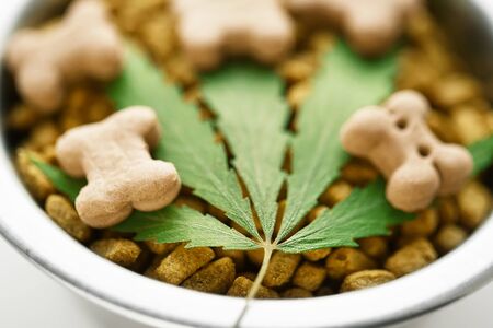 Concept of medical marijuana for pets concept. Hemp Dog Treats. Legal medicinal applications of marijuana-themed CBD food for Dogs Wellnessの写真素材