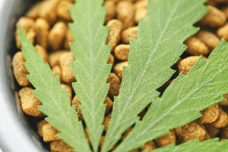 Concept of medical marijuana for pets concept. Hemp Dog Treats. Legal medicinal applications of...