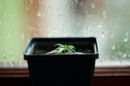 Concept of growing commercial hemp indoors in a pot, growing hemp from seedlings. Concept of...