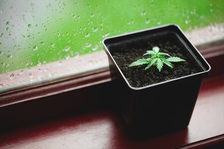 Concept of growing commercial hemp indoors in a pot, growing hemp from seedlings. Concept of planting marijuana potted indoors on a glass background with condensation or raindrops on the windowの写真素材