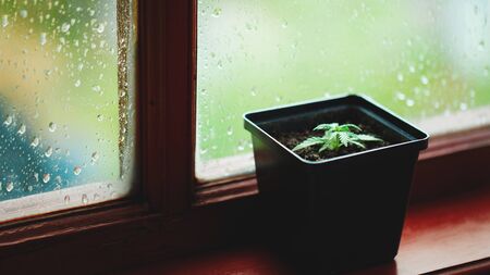 Commercial hemp grows in a pot, growing hemp from seedlings. Alternative herbal medicine concept, CBD oil with copy space. Cannabis Growing Indoorsの写真素材