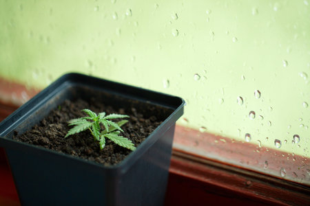 Concept of growing commercial hemp indoors in a pot, growing hemp from seedlings. Concept of...