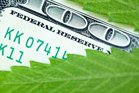 American dollar bill on cannabis leaves. Concept taxation and marijuana, tax on weed, money and pot. Cannabis finance. Revenues the marijuana industry and medical industry. Economy of hemp industryの写真素材