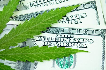 American dollar bill on cannabis leaves. Concept taxation and marijuana, tax on weed, money and pot. Cannabis finance. Revenues the marijuana industry and medical industry. Economy of hemp industryの写真素材