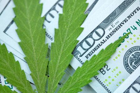 American dollar bill on cannabis leaves. Concept taxation and marijuana, tax on weed, money and pot. Cannabis finance. Revenues the marijuana industry and medical industry. Economy of hemp industryの写真素材