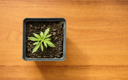 Young small hemp bush growing in a pot on a windowsill, top view with copy space. Concept of growing...