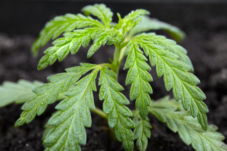 Hemp close-up macro with drops of water on green leaves. Cannabis leaf with dew. Drop of water on...