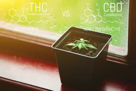 CBD Cannabidiol - THC Tetrahydrocannabinol Cannabis Chemical Formula. Structural model of Cannabidiol and Tetrahydrocannabinol molecule. Medicinal hempの写真素材