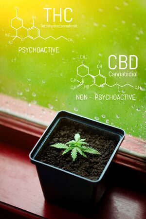 CBD Cannabidiol - THC Tetrahydrocannabinol Cannabis Chemical Formula. Structural model of Cannabidiol and Tetrahydrocannabinol molecule. Medicinal hempの写真素材
