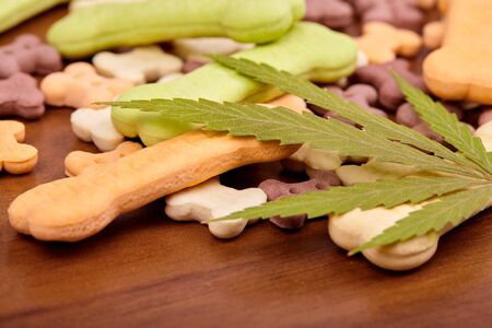 CBD cannabidiol and medical marijuana treat for pets, food delicacy for dogs and cats with a green leaf of hemp close-up. Bone-shaped cookies treat dog biscuitsの写真素材
