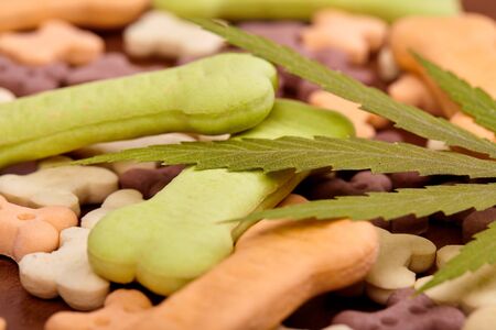 CBD cannabidiol and medical marijuana treat for pets, food delicacy for dogs and cats with a green leaf of hemp close-up. Bone-shaped cookies treat dog biscuitsの写真素材