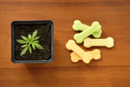 Close-up bone treat for dogs and green hemp leaf. Biscuits for pets with cannabis content CBD cannabidiolの写真素材
