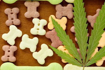 Close-up bone treat for dogs and green hemp leaf. Biscuits for pets with cannabis content CBD cannabidiolの写真素材