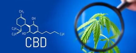 Cannabis image of CBD formula on blue background. Medical cannabis concept, CBD cannabidiol formula. Science, research marijuana. Thematic photos of hemp and green ganja. Blue background imageの写真素材