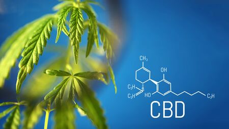 Cannabis image of CBD formula on blue background. Medical cannabis concept, CBD cannabidiol formula. Science, research marijuana. Thematic photos of hemp and green ganja. Blue background imageの写真素材