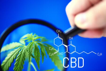 CBD formula on a blue background with a green hemp bush, Concept of growing cannabis for the production of CBD oil and products containing cannabinoidsの写真素材