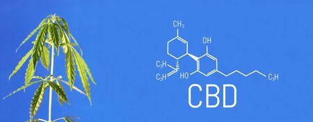 Cannabis image of CBD formula on blue background. Medical cannabis concept, CBD cannabidiol formula. Science, research marijuana. Thematic photos of hemp and green ganja. Blue background imageの写真素材