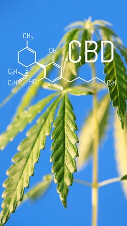 Vertical image with the formula CBD on a blue background with a green bush of hemp. Cannabis growing concept for the production of CBD oil and products containing cannabinoidsの写真素材