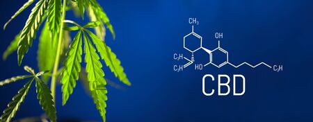 CBD formula on a blue background with a green hemp bush, Concept of growing cannabis for the production of CBD oil and products containing cannabinoidsの写真素材